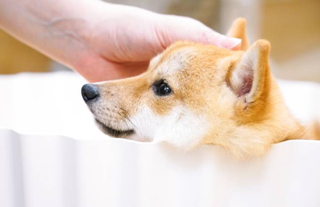 “萌宠”也过节:宠物经济再现消费潜力